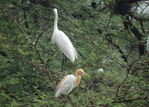 Bharatpur National Park : A Birdwatcher’s Paradise