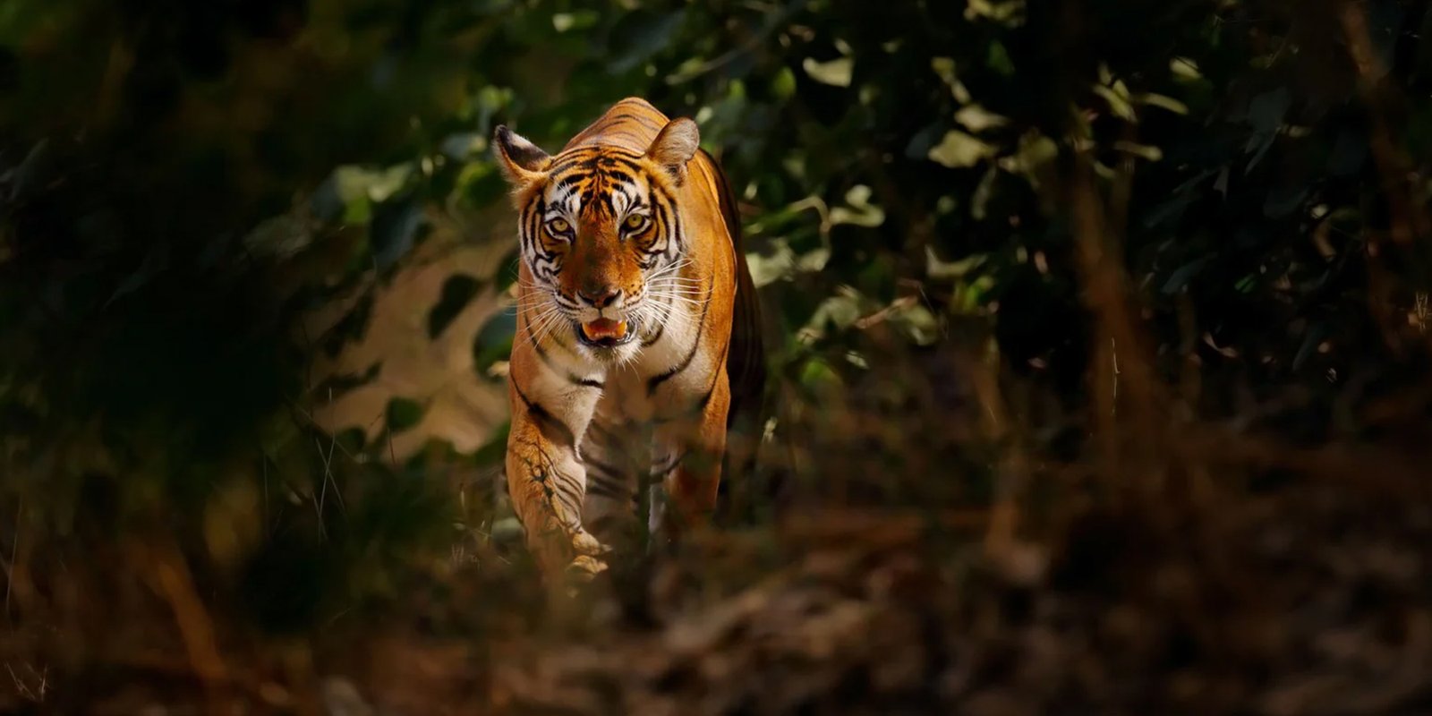 Tiger-Ranthambhore-National-Park-Rajasthan-India