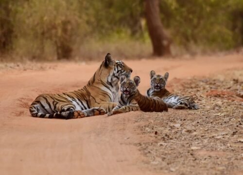 Wildlife Safari in Sawai Madhopur: A Royal Excursion on the Palace on Wheels