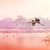 A Majestic Bharatpur Train Visit: Experiencing Keoladeo via Palace on Wheels