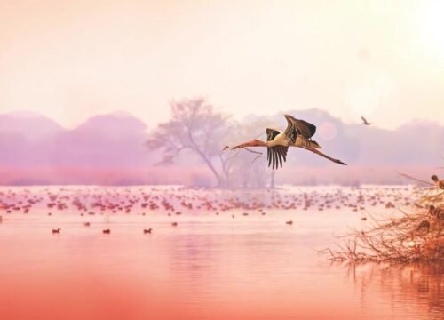 A Majestic Bharatpur Train Visit: Experiencing Keoladeo via Palace on Wheels