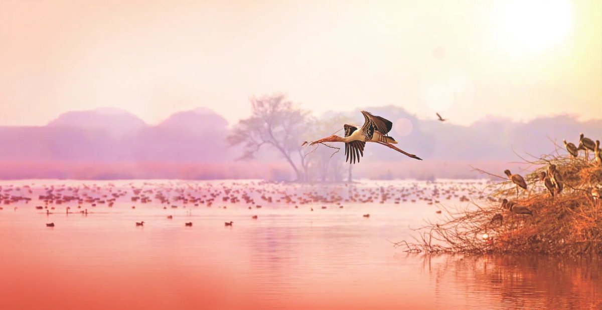 A Majestic Bharatpur Train Visit: Experiencing Keoladeo via Palace on Wheels