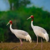 Bharatpur: The Avian Sanctuary on the Palace on Wheels Journey
