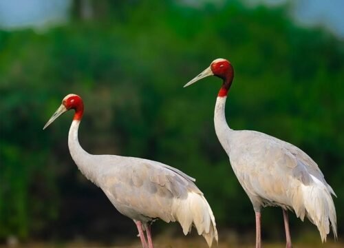 Bharatpur: The Avian Sanctuary on the Palace on Wheels Journey