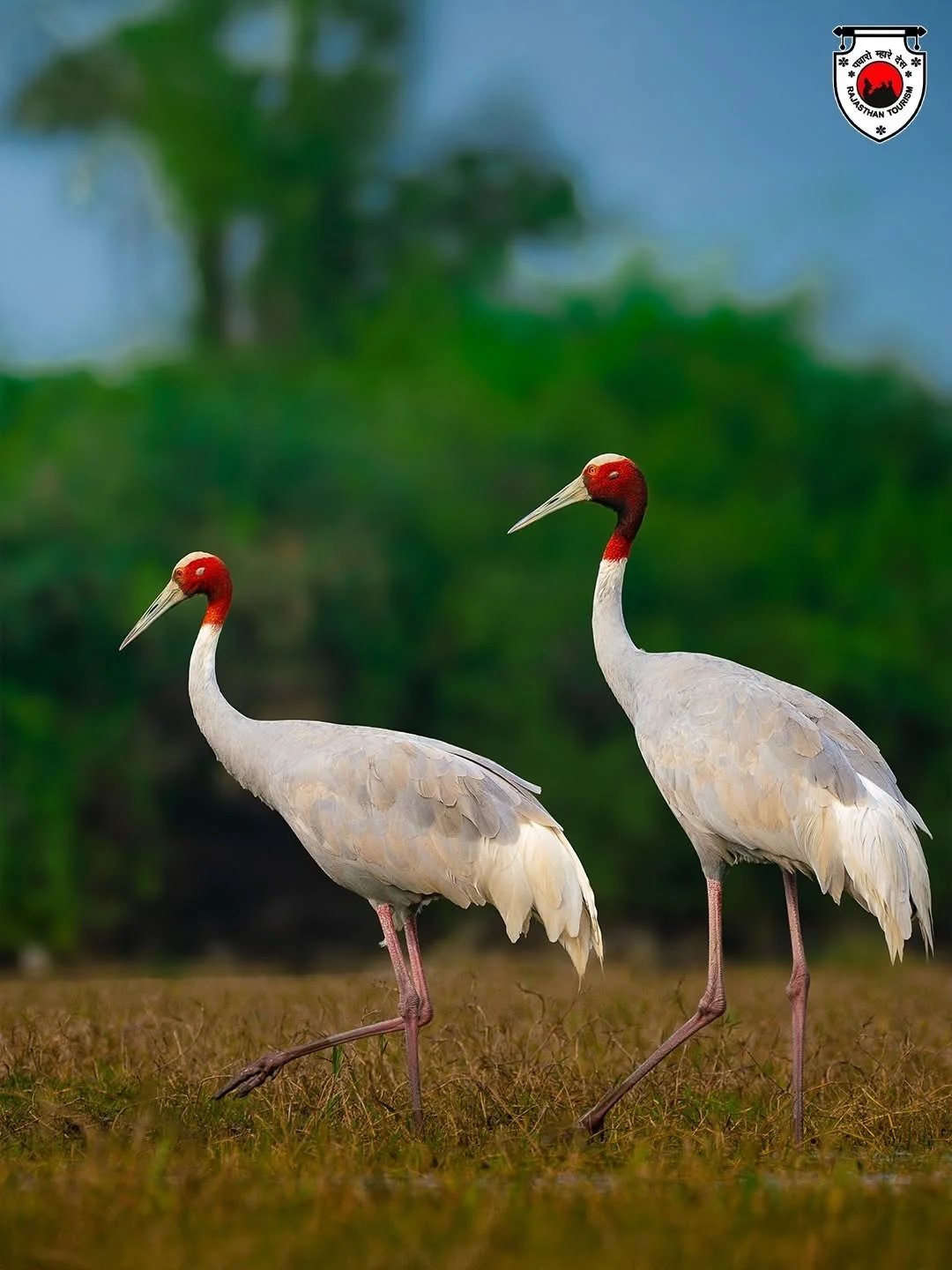 Bharatpur: The Avian Sanctuary on the Palace on Wheels Journey